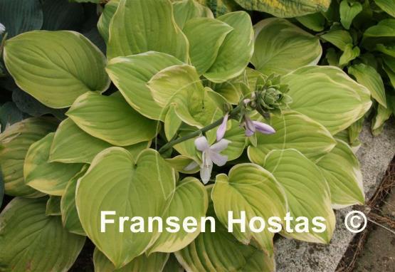 Hosta Fragrant Bouquet